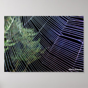 Poster Teia de Aranha à Noite