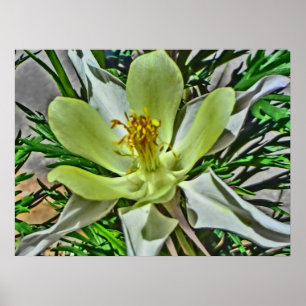 Póster Tela branca de columbina