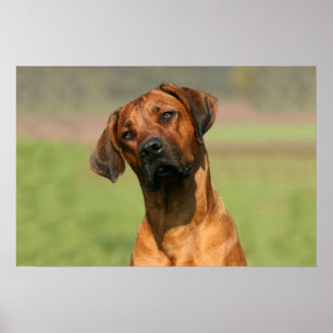 Poster Tela de desenho Ridgeback da Rodésia
