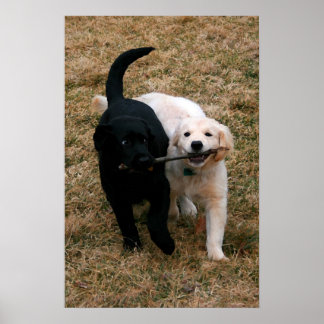 Poster Telas de desenho de cachorros pretos e brancos