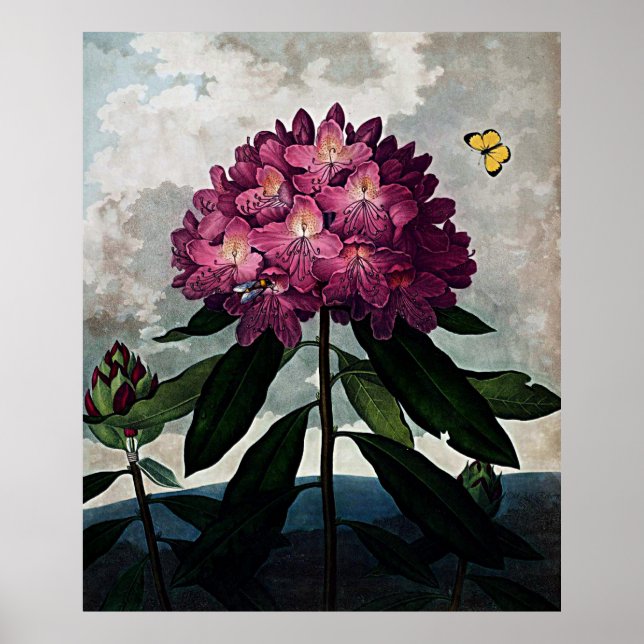 Poster Templo De Arte Botânica Da Flora Rhododendron (Frente)