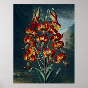 Póster Templo De Arte Botânica Da Flora Superb Lily