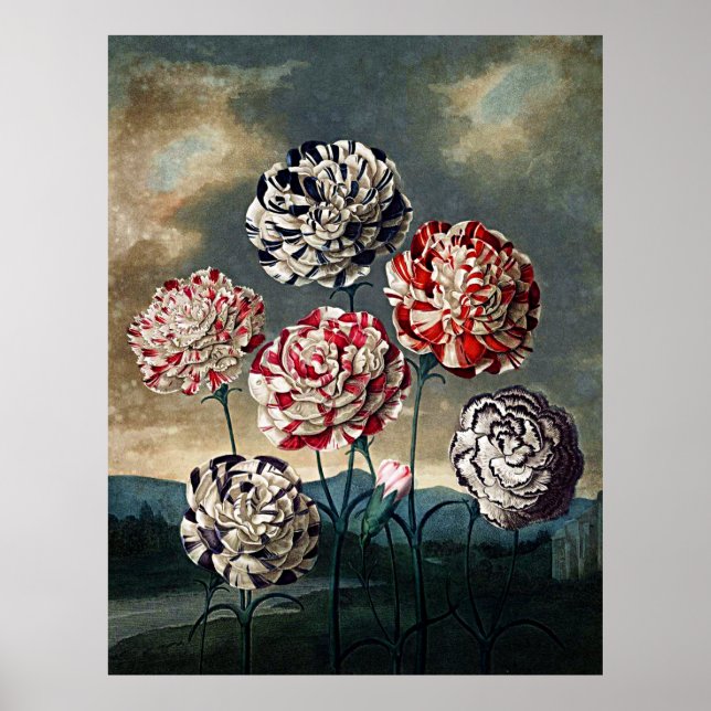Poster Templo De Arte Botânica De Flora Carnações (Frente)