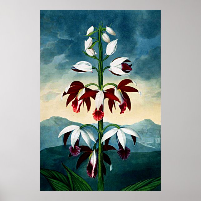Póster Templo De Arte Botânica De Flora Limodoron (Frente)