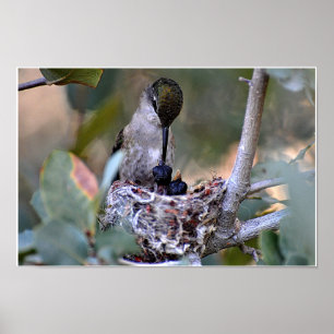 Póster Tempo da alimentação do colibri