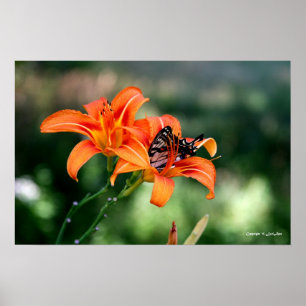 Póster Tempo de alimentação nas Lillies 4