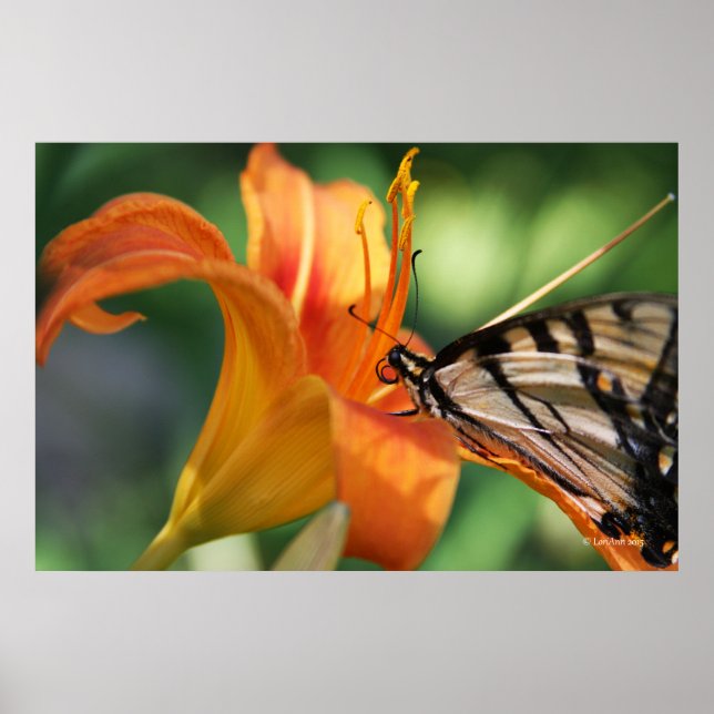 Póster Tempo de alimentação nas Lillies 6 (Frente)