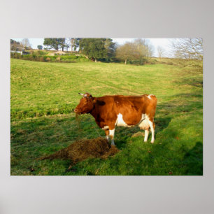 Poster Tempo de alimentação para a vaca de Guernsey