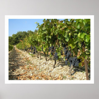 Poster Tempo de Colheita