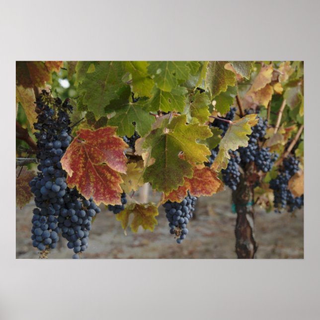 Póster Tempo de Colheita (Frente)