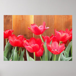 Póster Tempo de Tulipa