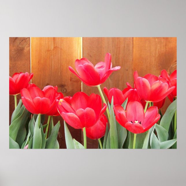 Póster Tempo de Tulipa (Frente)