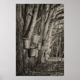 Póster Tempo de Xarope do Maple