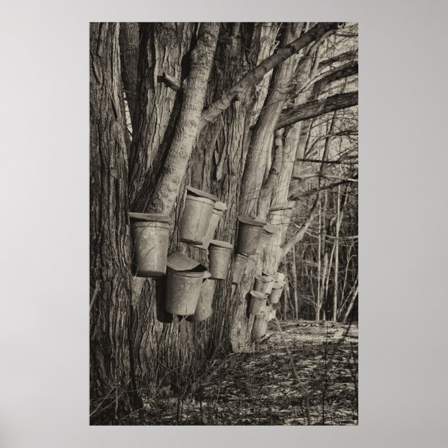 Póster Tempo de Xarope do Maple (Frente)