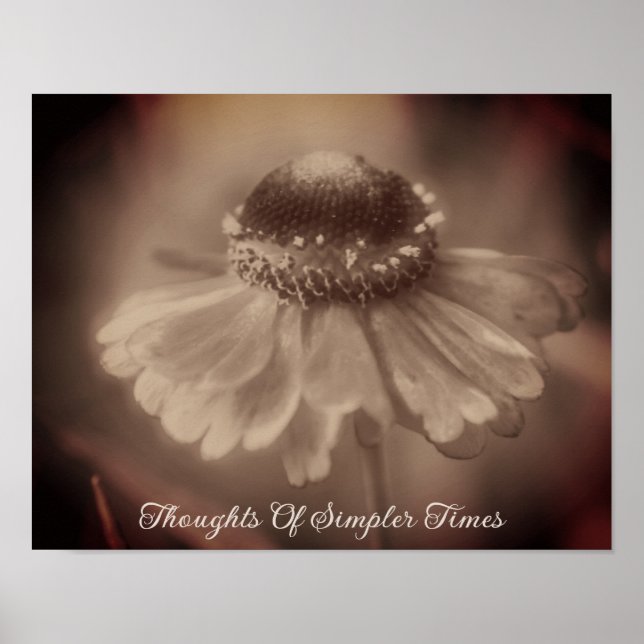 Poster Tempos mais simples Sepia Zinnia Flor Nostalgia (Frente)