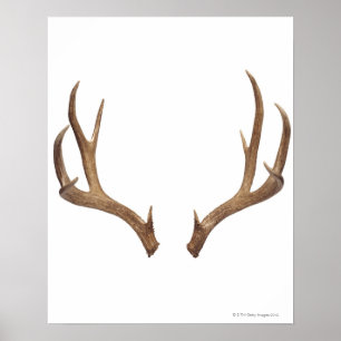 Poster Ten Point Deer