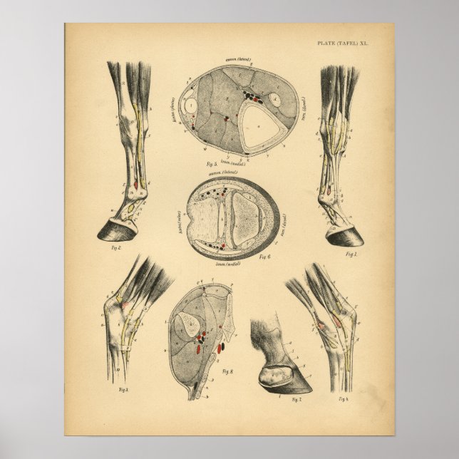 Póster Tendões da Perna do Cavalo Anatomia 1908 Vintage I (Frente)