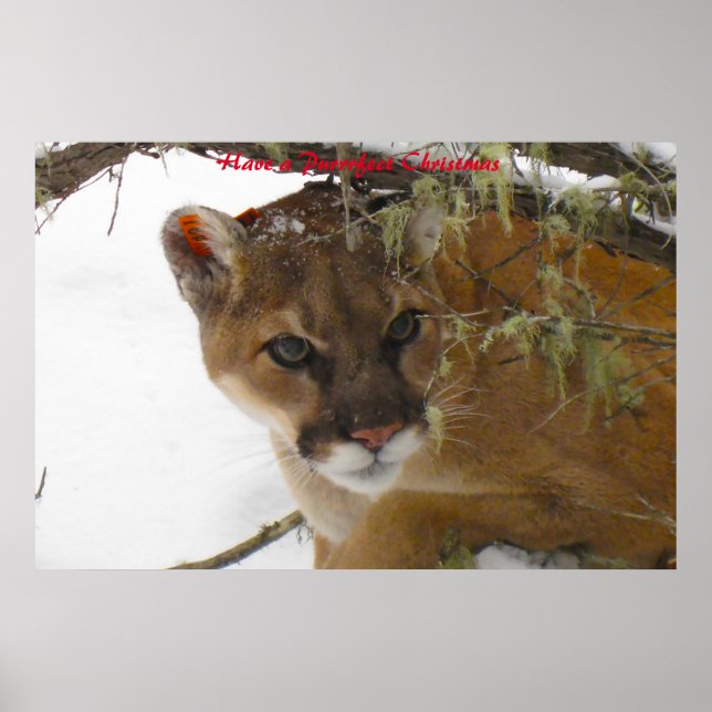 Poster Tenha um Natal Puro (Frente)