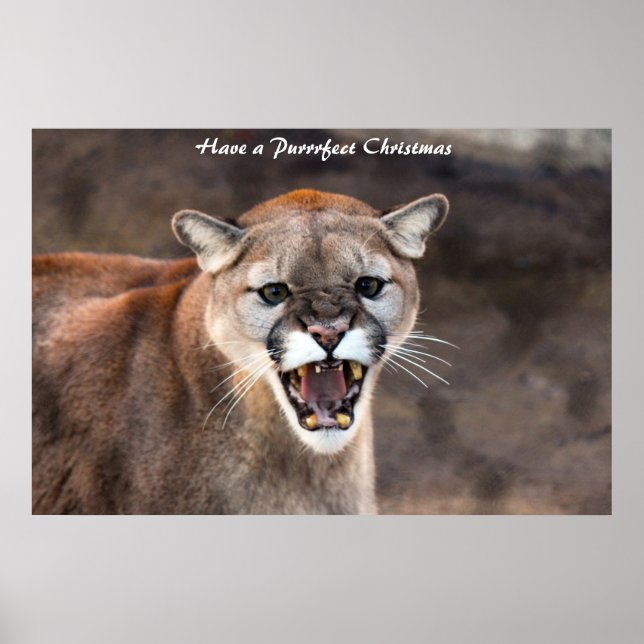 Poster Tenha um Natal Purrfeito (Frente)