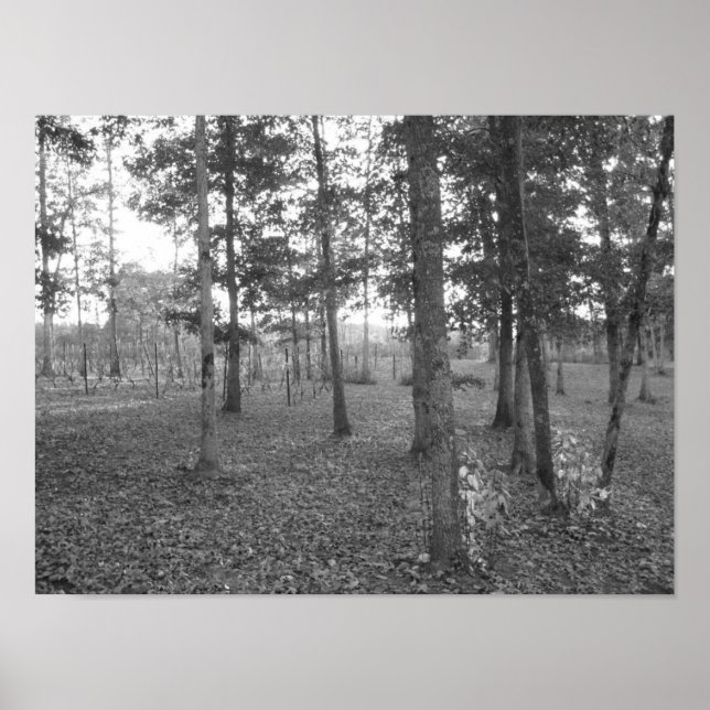 Póster Tennessee Vineyard (Frente)