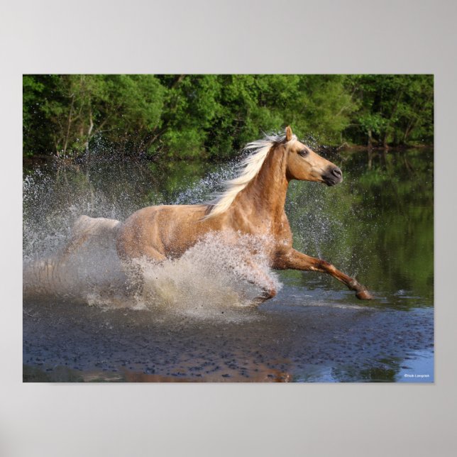 Poster Tennessee Walker passando pela água (Frente)