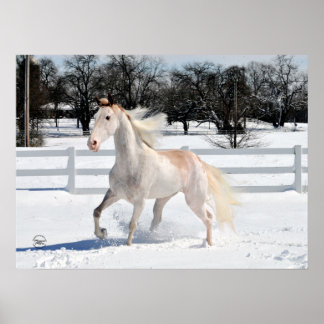 Póster Tennessee Walking Horse em neve