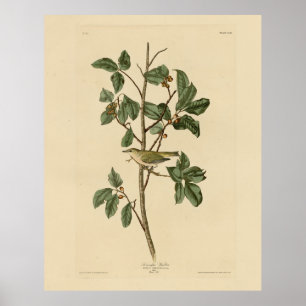 Poster Tennessee Warbler, das Aves da América de Audubon
