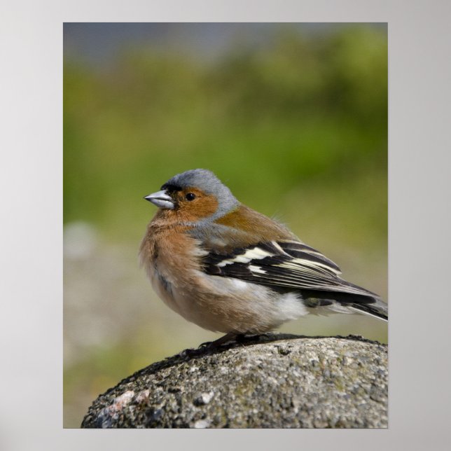Póster Tentilhão-macho (Sauvagem: Fringilla coelebs) (Frente)