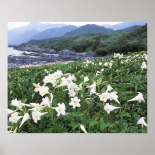 Poster Teppo Yuri (Lírio), Yakushima, Kagoshima, Japão