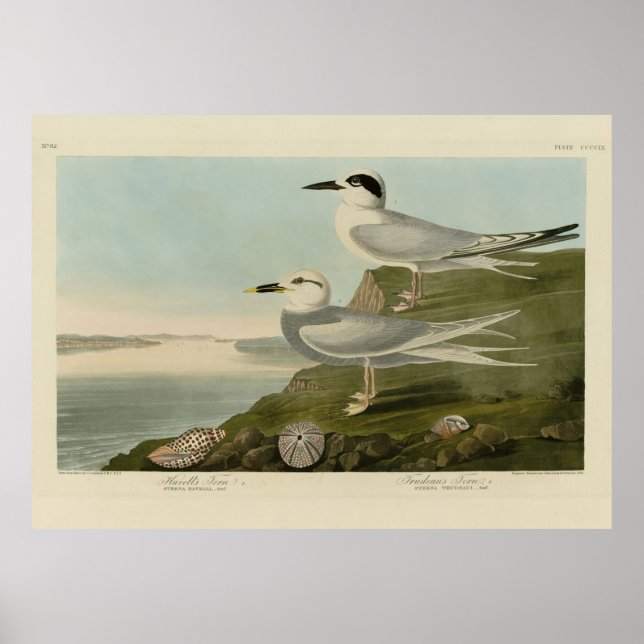 Poster Tern Audubon Birds da América de Havell e Trudeau (Frente)