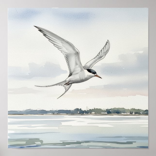 Poster Tern Voando sobre a Baía (Frente)