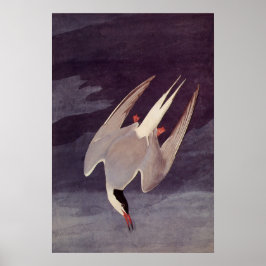 Poster Terno Ártico por John James Audubon, Aves Vintage