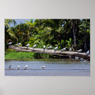 Poster Terns reais, estuário do rio Tortuguero - Costa R