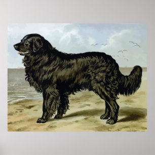 Póster Terra Nova, desenho de alta qualidade do cão