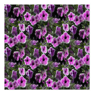 Póster Terra Petunia...
