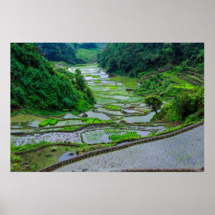 Poster Terráqueos de Arroz de Banaue, Luzon