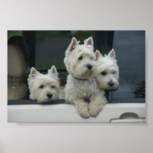 Póster Terrier brancos de montanhas ocidentais
