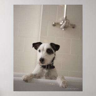 Poster Terrier de Jack russell