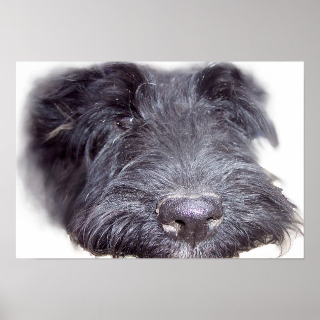 Póster Terrier Escocês preto, cabeça de cachorro close-up (Frente)