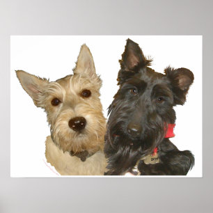 Póster Terriers Escoceses Trigo e Preto