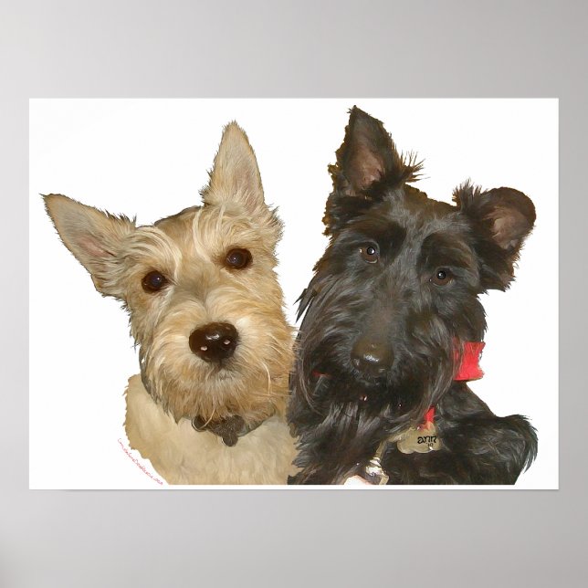 Póster Terriers Escoceses Trigo e Preto (Frente)