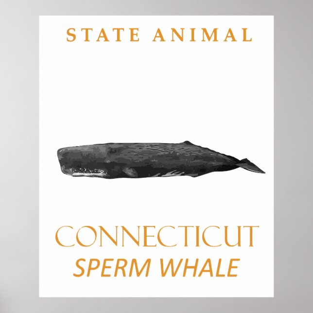 Poster Território de Connecticut Animal Physeter macrocep (Frente)