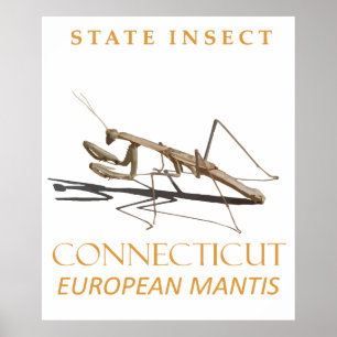 Poster Território de Connecticut Inseto Mantis religiosa