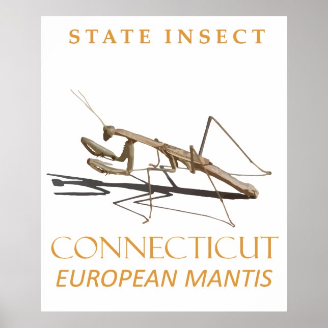 Poster Território de Connecticut Inseto Mantis religiosa (Frente)