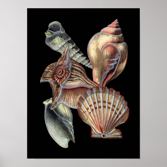 Poster Tesouros do mar (Frente)