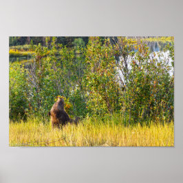 Poster Teton Bear Eating Berries, Wyoming