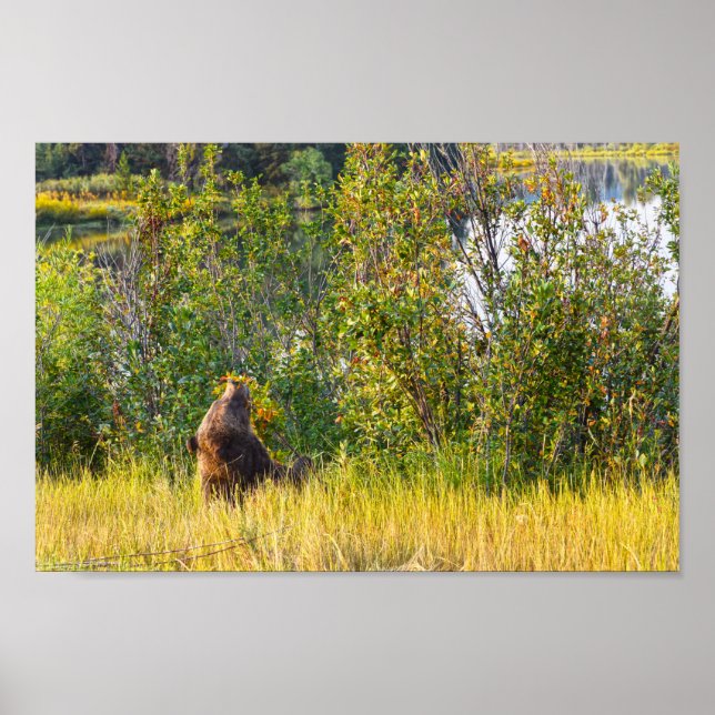 Poster Teton Bear Eating Berries, Wyoming (Frente)