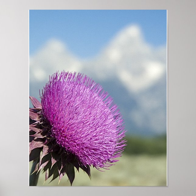 Poster Tetons Thistle (Frente)