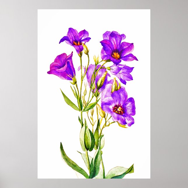 Poster Texas Bluebells Eustoma Russellianum (Frente)