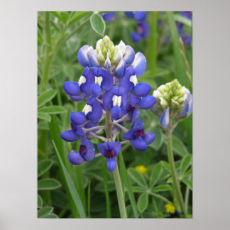Póster Texas Bluebonnet